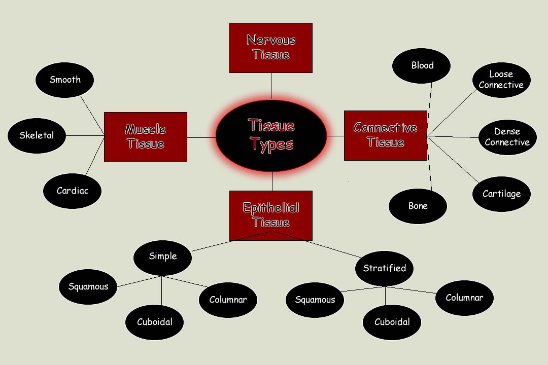tissue types in the body concept map Types Of Body Tissue Cells And Tissue tissue types in the body concept map